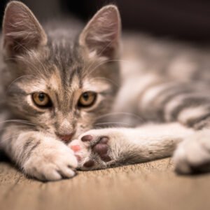 Tirage d'art sur carré 40 cm x 40 cm - Numérotée et signée