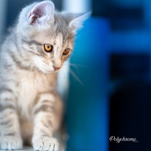 Chaton - Tirage Photo poster Prenium carré 80 cm x 80 cm - Numérotée et signée