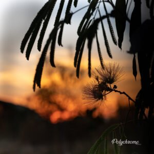 Tirage d'art sur Toile carré 60 cm x 60 cm - Numérotée et signée