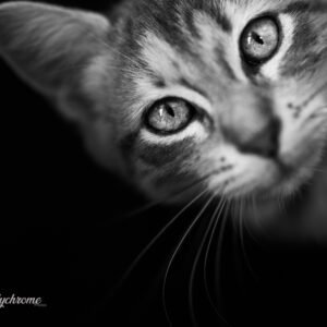 Taerys eyes- Tirage d'art sur Toile carré 60 cm x 60 cm - Numérotée et signée