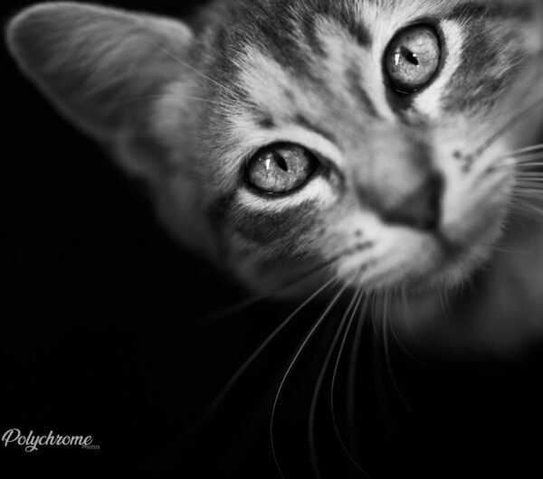 Taerys Eyes  - Tirage Photo poster Prenium carré 80 cm x 80 cm - Numérotée et signée