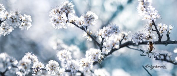 Tirage d'art sur Panoramique carré 120 cm x 60 cm - Numérotée et signée