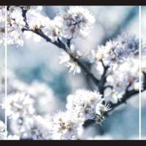 Fleurs et Abeilles en 3 parties - 3 Tirages d'art sur Toile carré 40 cm x 40 cm - Numérotée et signée