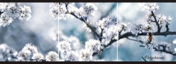 Fleurs et Abeilles en 3 parties - 3 Tirages d'art sur Toile carré 40 cm x 40 cm - Numérotée et signée