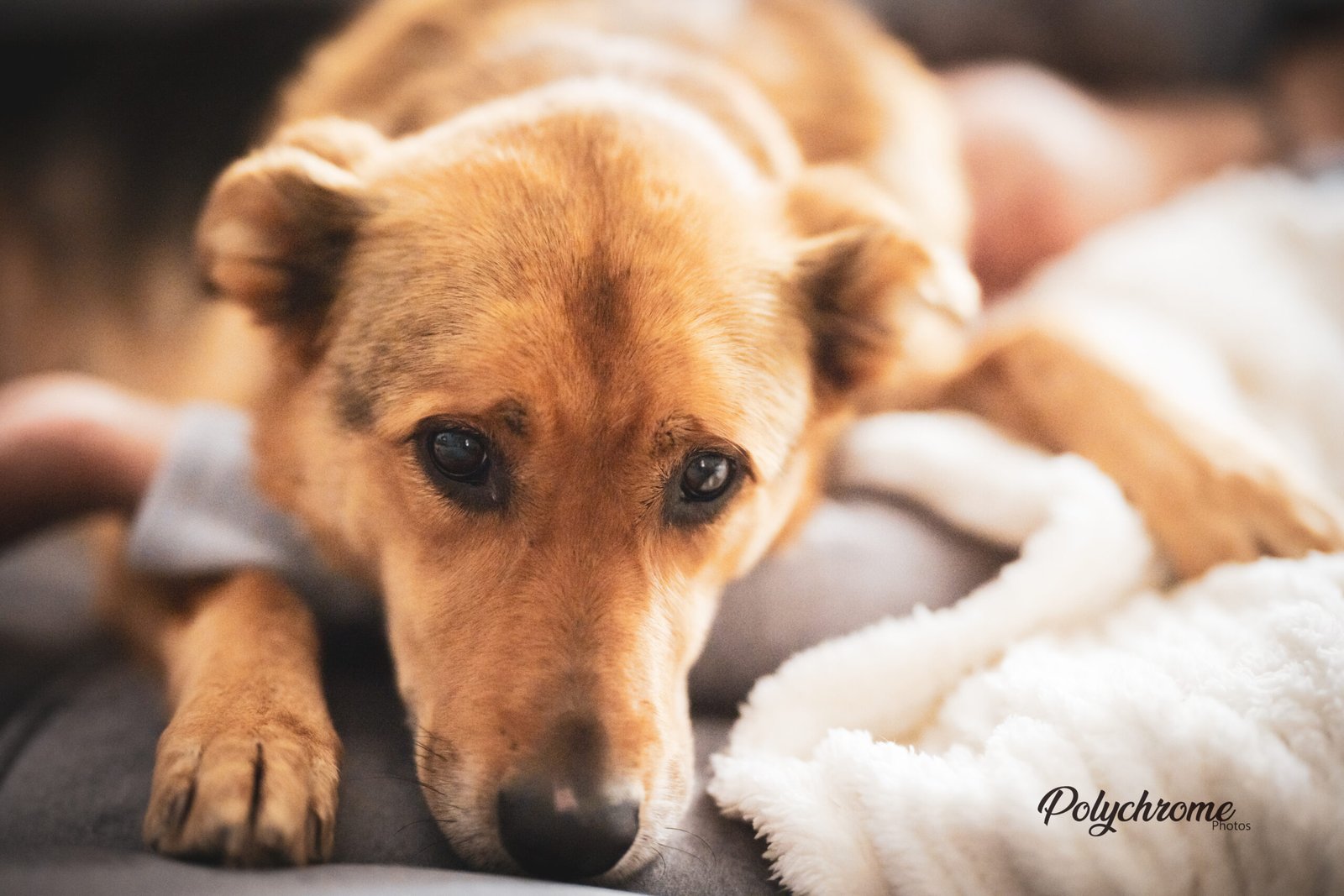 Portrait de chien en couleur Pendant un shooting lifestyle
