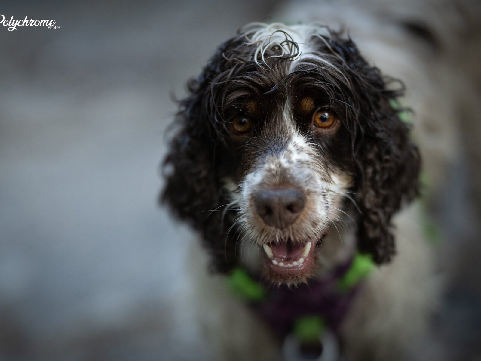 Portrait de chien, regard doux