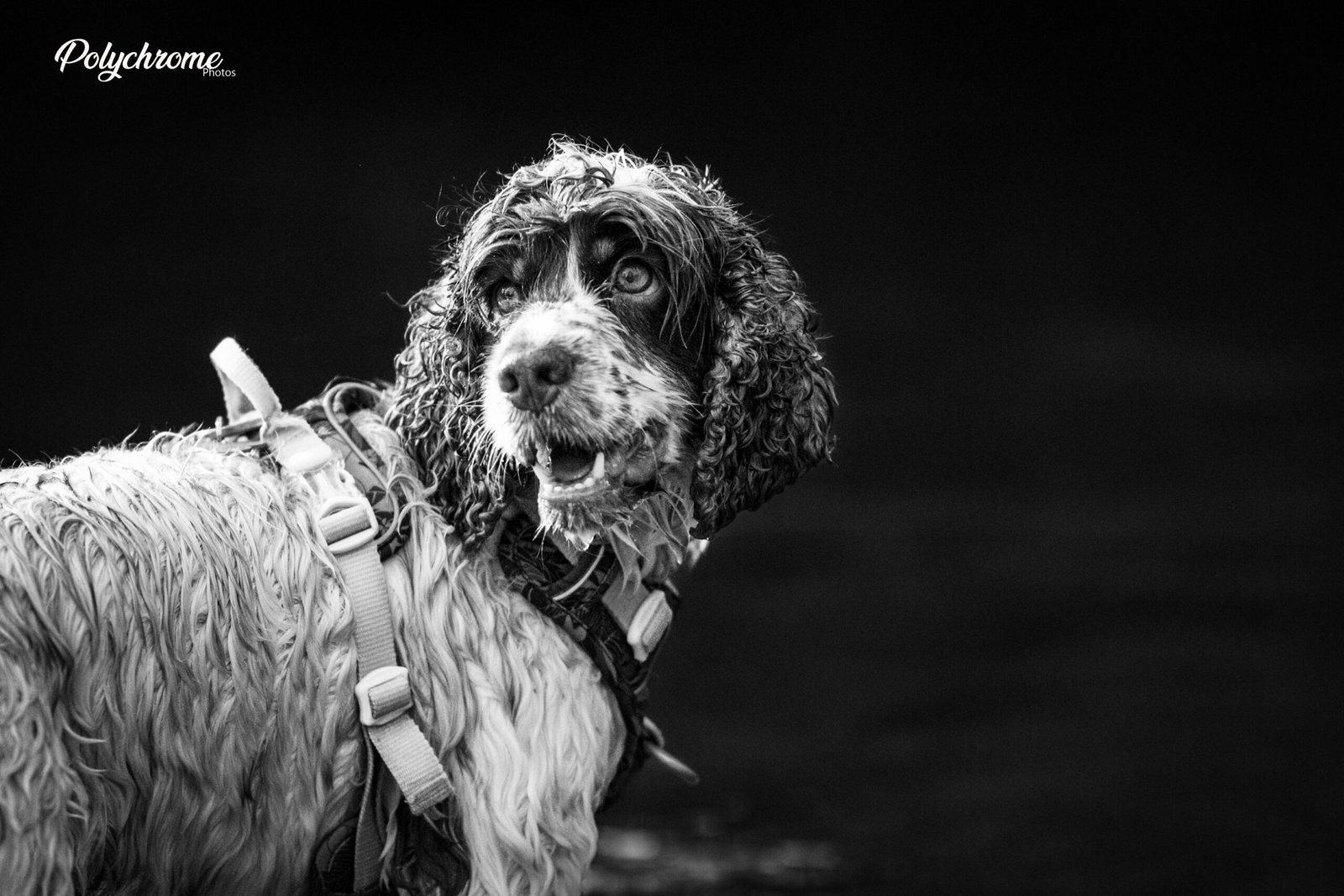 Cocker en noir et blanc
