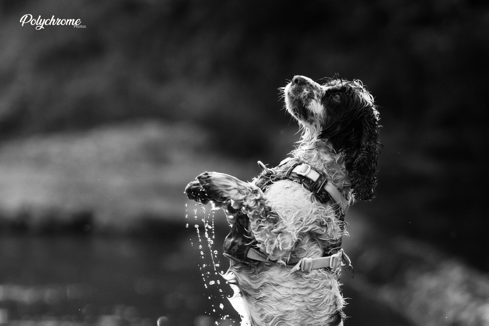 Cocker en noir et blanc