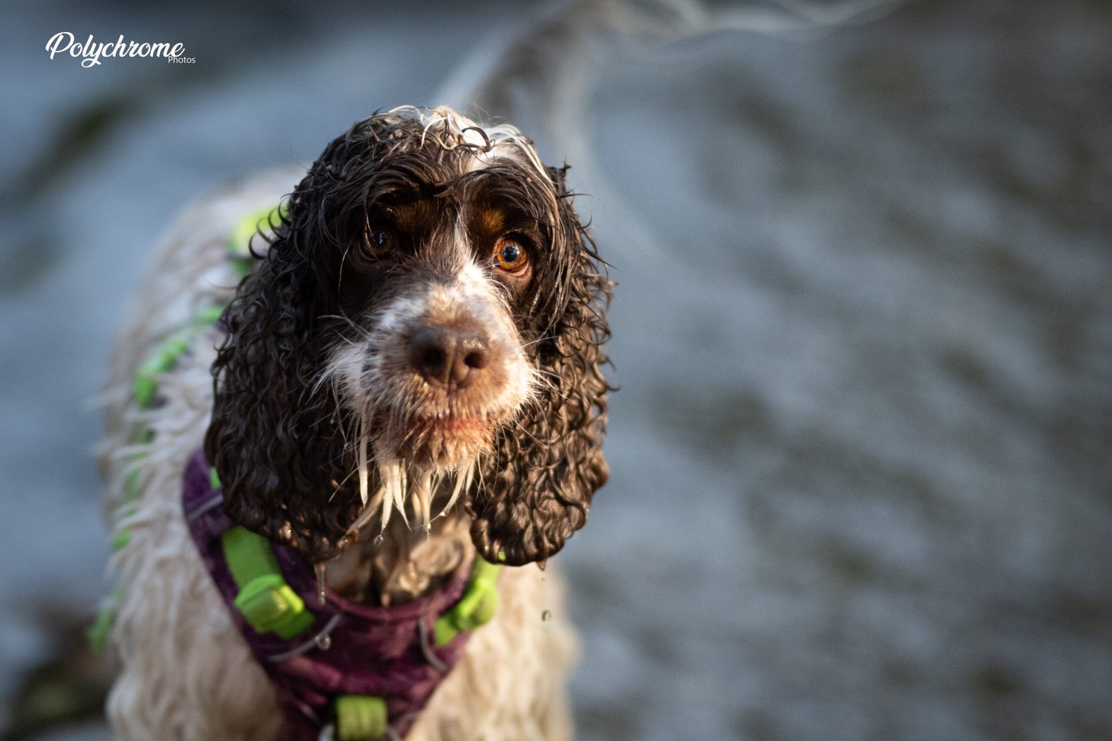 Portrait de chien - regard