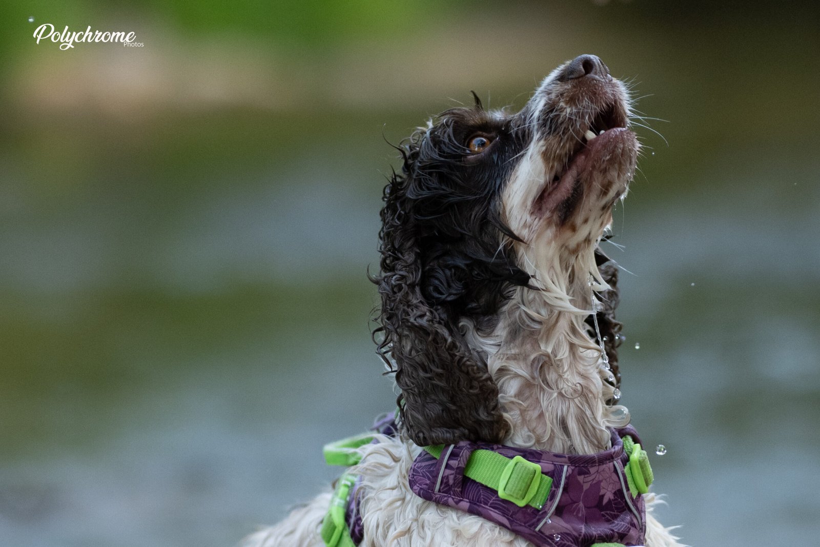 Portrait de chien de profil