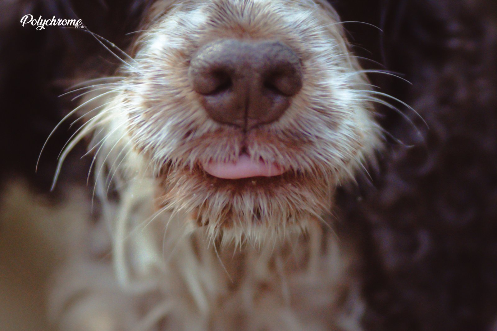 Portrait de chien - détails - truffe