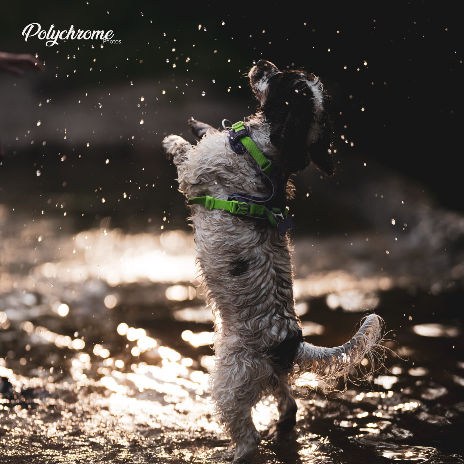 🐶 Un chien, une rivière, et l’art d’oublier l’appareil photo