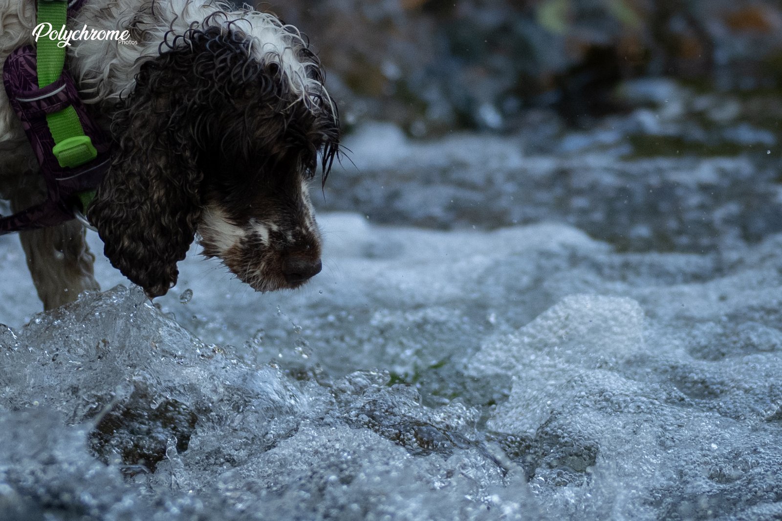 Chien dans l'eau - pose longue