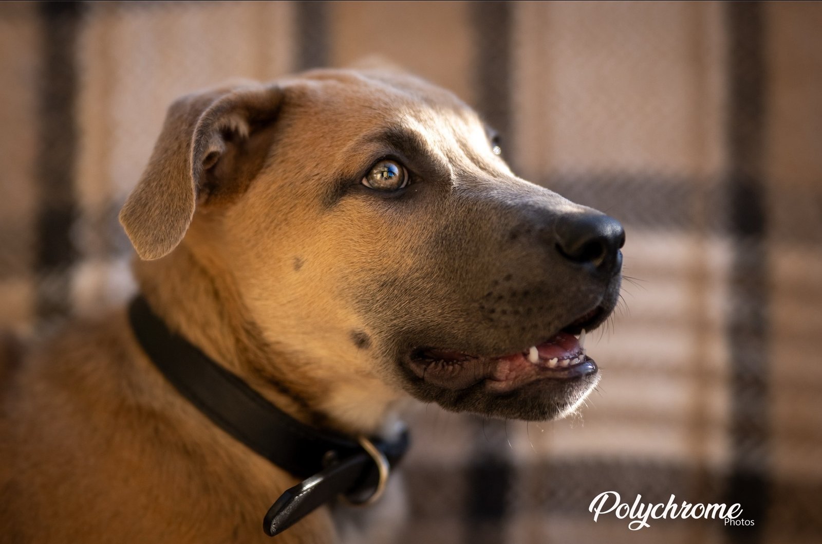 La Retouche Photo Canine: Talent ou travail ? – Semaine #41